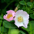 dog rose